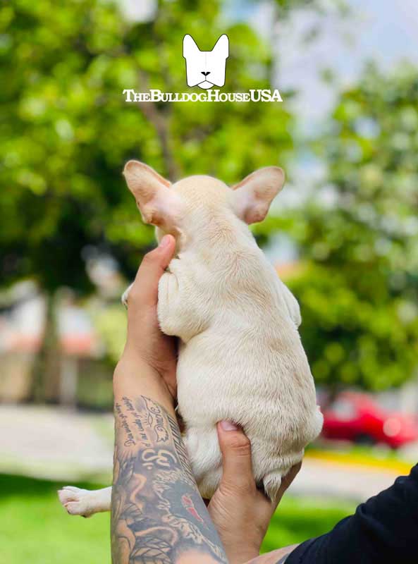 French-Bulldog-cream-color-thebulldohouseusa-usa-akc-puppies