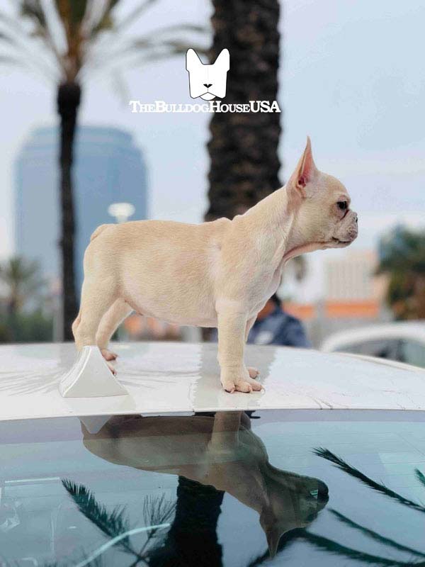 French-Bulldog-cream-color-thebulldohouseusa-usa-akc-puppiess