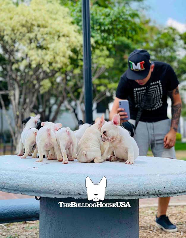 French-Bulldog-cream-color-thebulldohouseusa-usa-akc-puppy