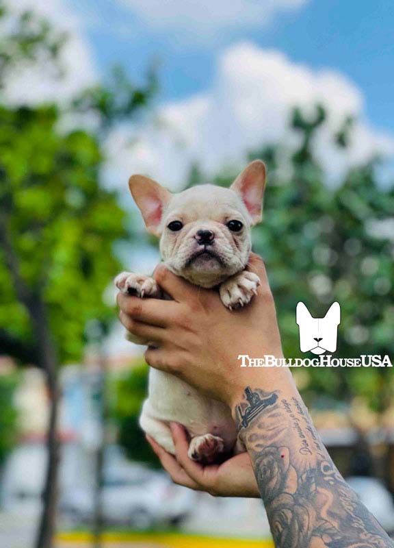 French-Bulldog-cream-color-thebulldohouseusa-usa-akc-puppy-california