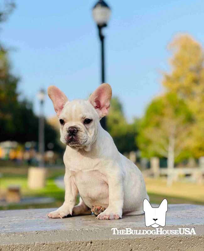 French-Bulldog-cream-color-thebulldohouseusa-usa-akc-puppy-dogs