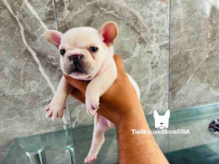 French-Bulldog-cream-color-thebulldohouseusa-usa-dog