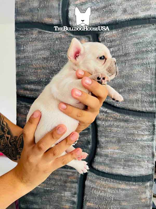 French-Bulldog-cream-color-thebulldohouseusa-usa-doggy