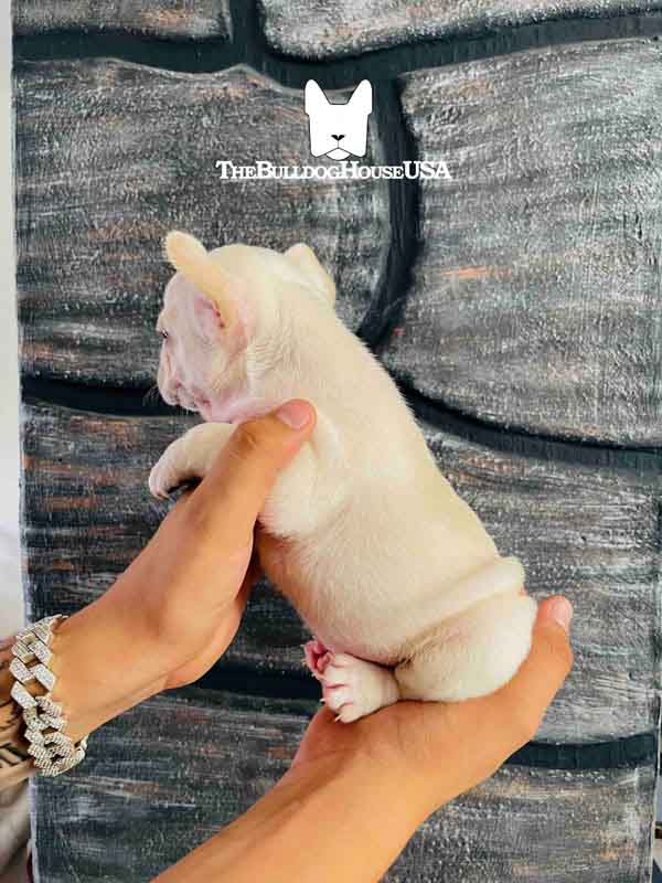 French-Bulldog-cream-color-thebulldohouseusa-usa-pet