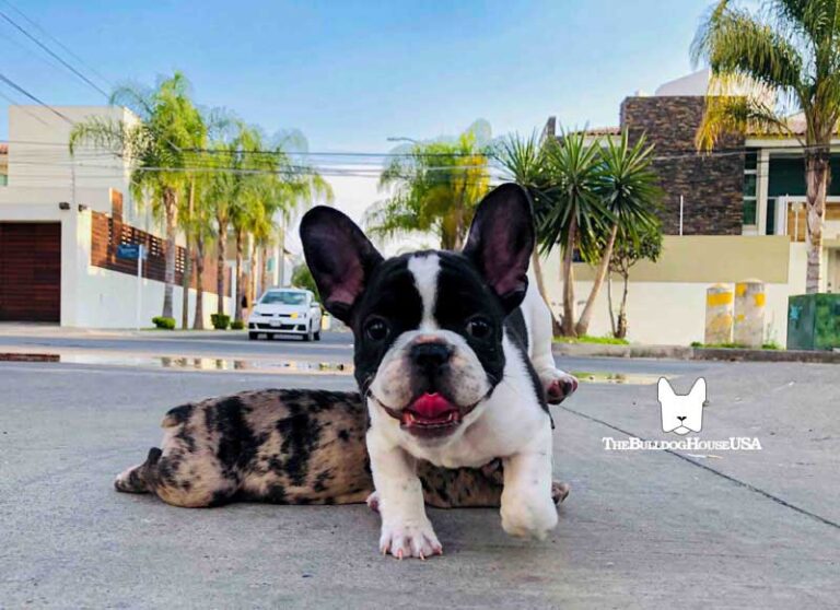 French-bulldog-Pied-color-akc-dog-pet-merle-frenchie-thebulldoghouseusa