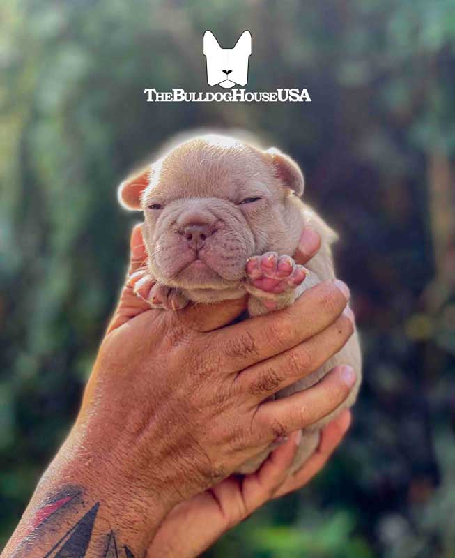 French-bulldog-isabella-color-thebulldoghouseusa-akc-expensive-doggy