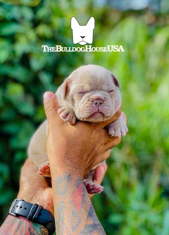 French-bulldog-isabella-color-thebulldoghouseusa-akc-expensive-dogs