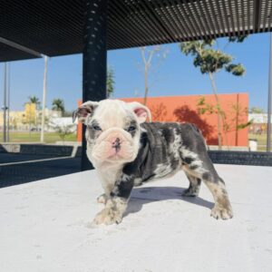English bulldog puppy merle color