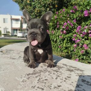 Big Rope Female French Bulldog lilac n tan color