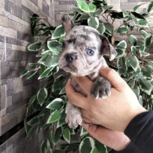 Merle French Bulldog Male