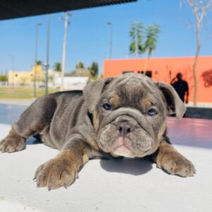 Blue Tri Full Suite English Bulldog - Female