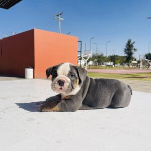English Bulldog Blue Tri Male