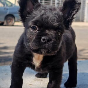 Female Fluffy Frenchie Black color