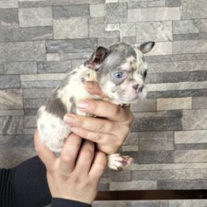 French Bulldog puppy lilac merle male
