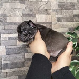Chocolate Full Suite French Bulldog – Male